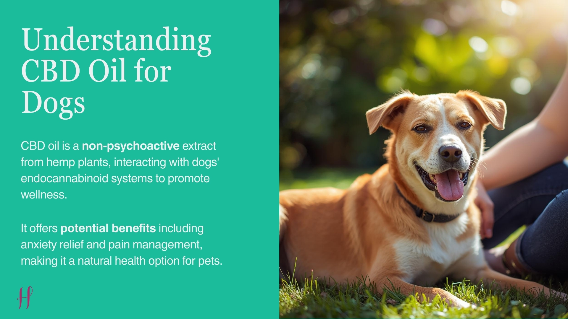 Understanding cbd oil for dogs